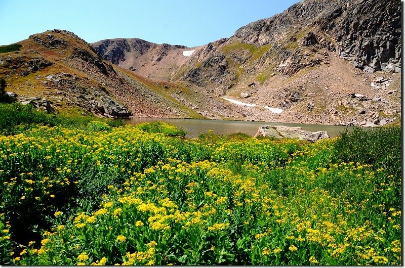 Wildflowers are blooming at North Iceberg Lake outlet (2)