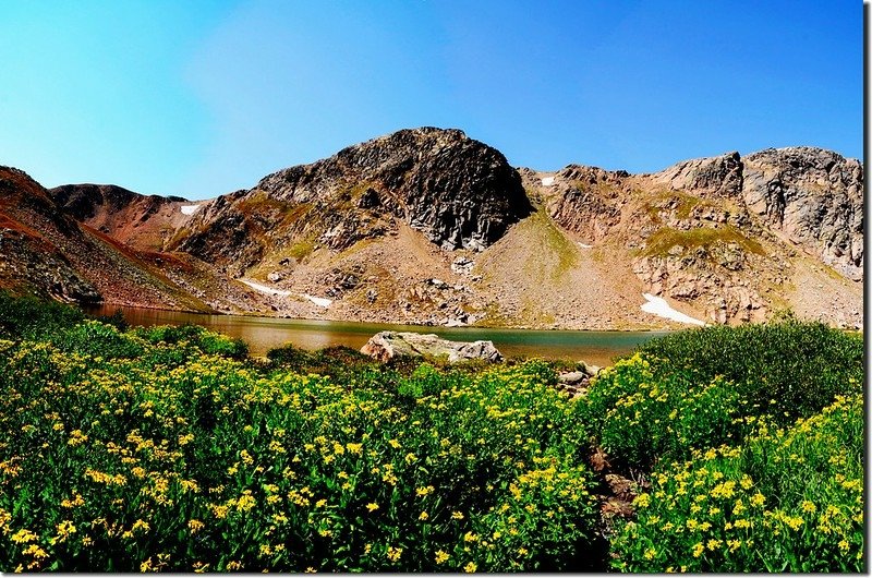 Wildflowers are blooming at North Iceberg Lake outlet (8)