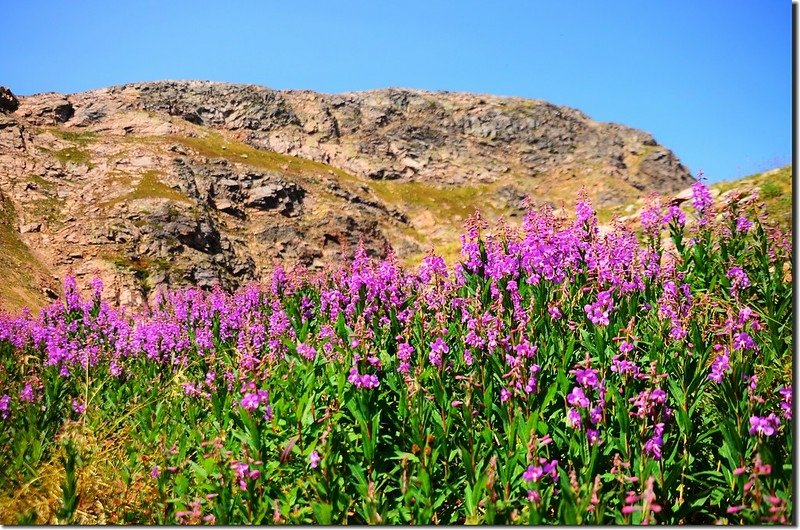 Wildflowers are blooming along the lake