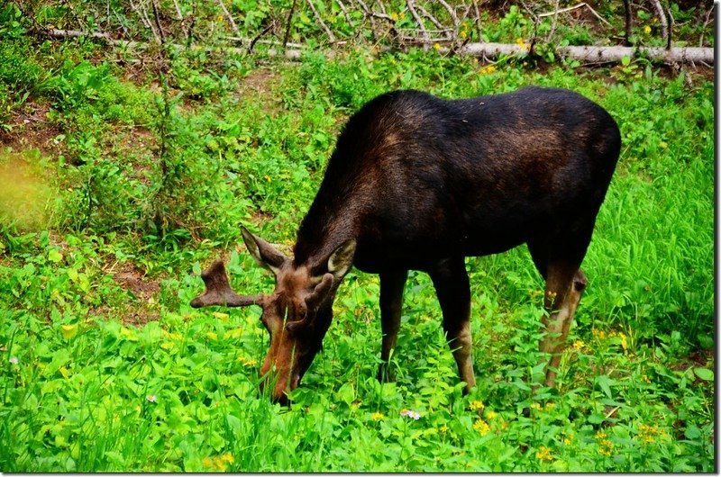 Moose at South Boulder Creek Trail (2)