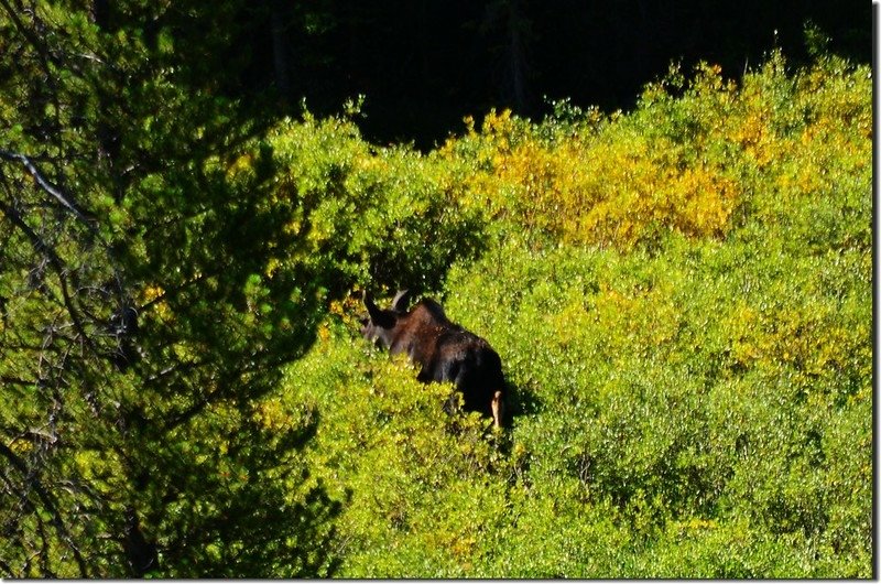 Moose at Indian Peaks Wilderness  1