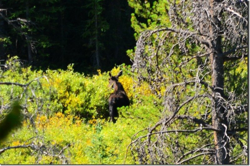 Moose at Indian Peaks Wilderness  2