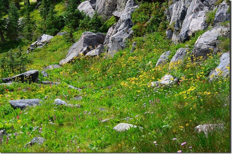 Wildflowers blooming along the lakeshore (1)