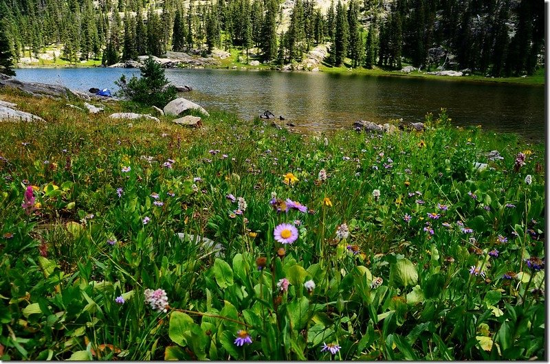 Wildflowers blooming along the lakeshore (2)