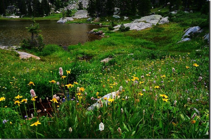 Wildflowers blooming along the lakeshore (3)