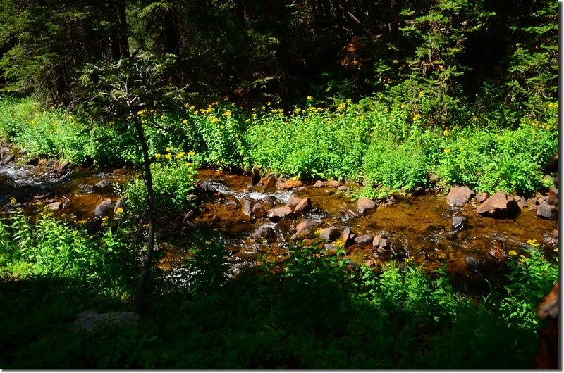 Wildfloowers are full blooming along the trail (34)