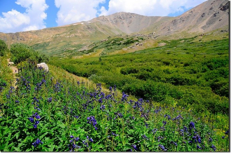 Wildfloowers are full blooming along the trail (35)