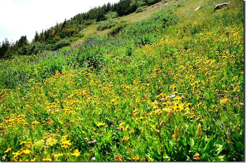 Wildfloowers are full blooming along the trail (30)