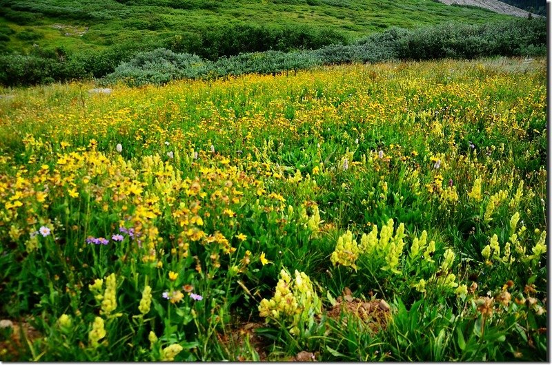 Wildfloowers are full blooming along the trail (26)