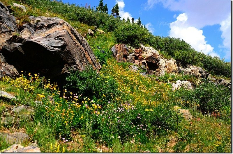 Wildfloowers are full blooming along the trail (5)