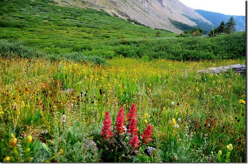 Wildfloowers are full blooming along the trail (27)