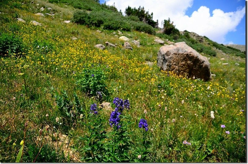 Wildfloowers are full blooming along the trail (36)