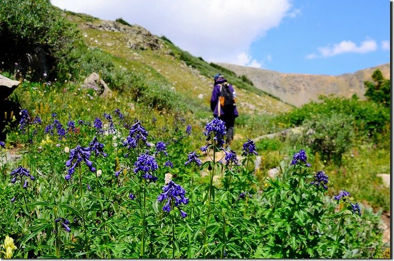 Wildfloowers are full blooming along the trail (38)