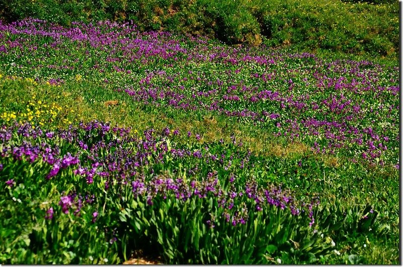 Wildflowers are Blooming along James Peak Trail (24)