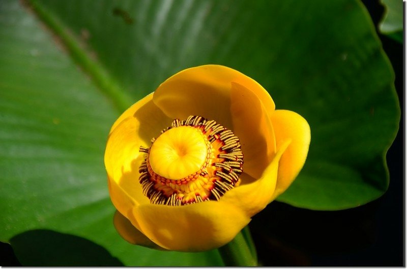 Yellow Water Lily (3)