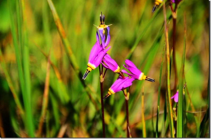 Shooting Star flower (2)