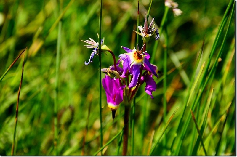 Shooting Star flower (1)