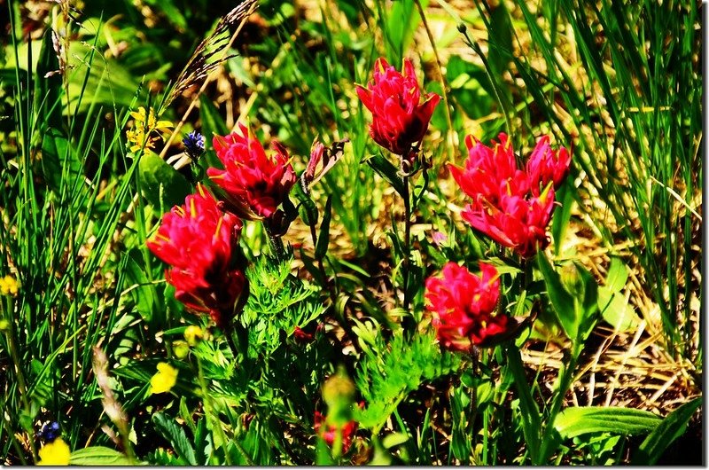 Indian painting brush flower