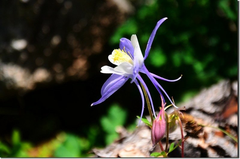 Blue Columbine (2)