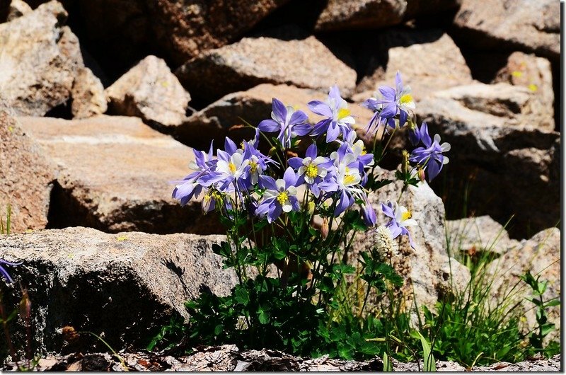 Blue Columbine (1)