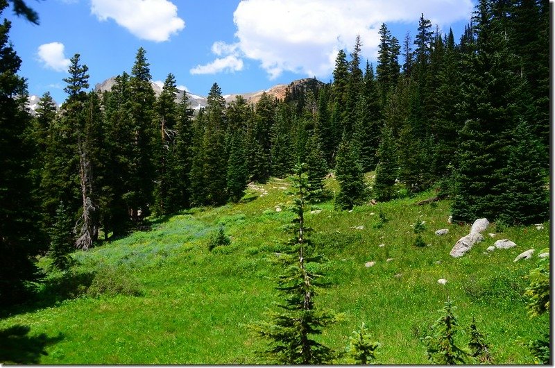 The meadow along the trail