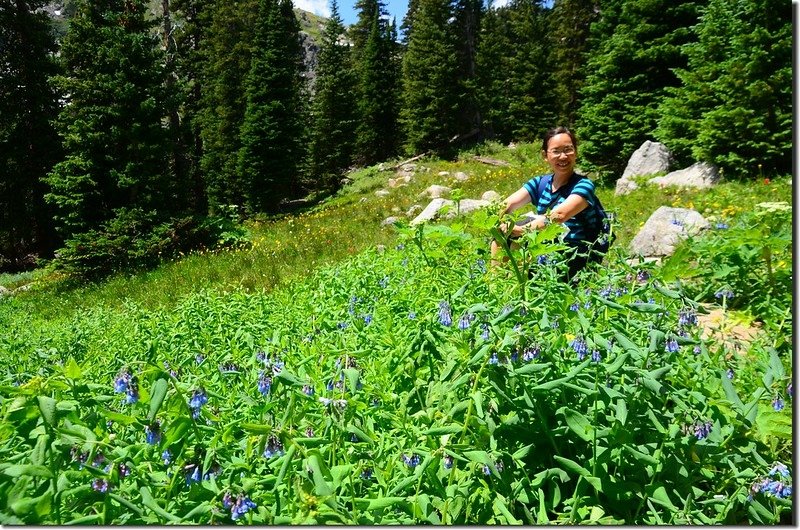 Wildflowers blooming along Lake Isabelle Trail (3)