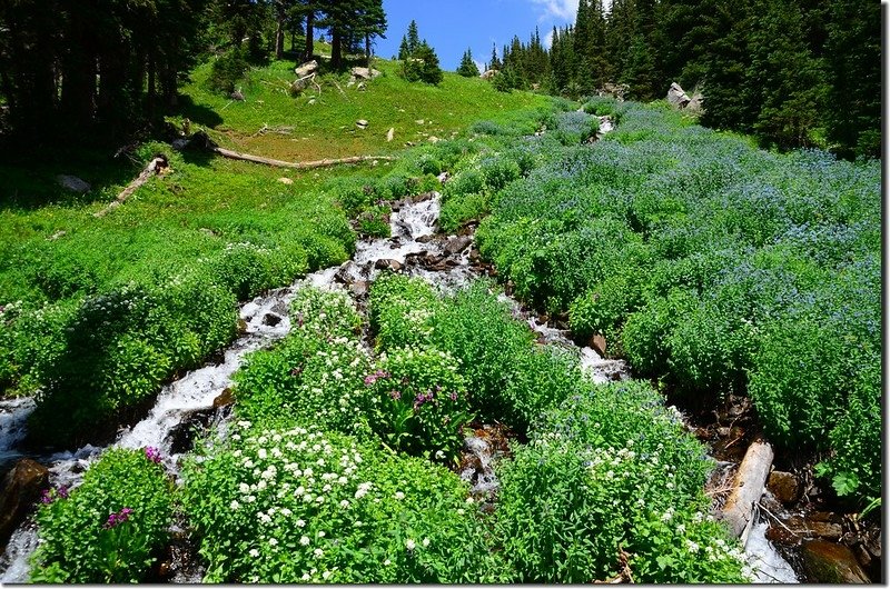 Wildflowers blooming along Lake Isabelle Trail (5)