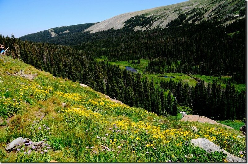 Wildflowers blooming along Lake Isabelle Trail (8)