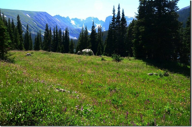 Wildflowers blooming along Jean Luning Trail (4)