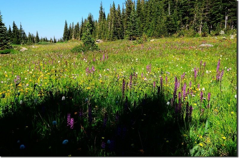 Wildflowers blooming along Jean Luning Trail (3)