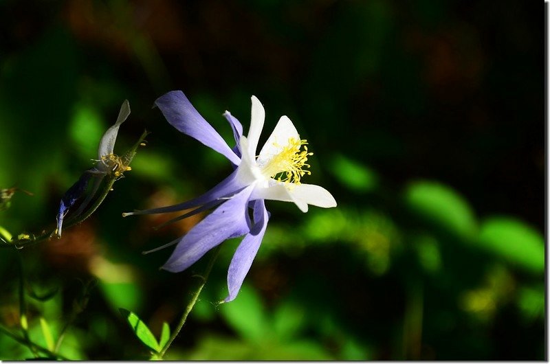 Blue Columbine (2)