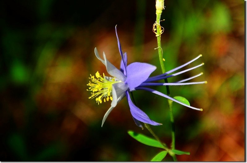 Blue Columbine (1)