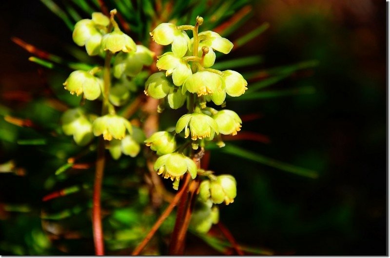 Swamp Pyrola (1)