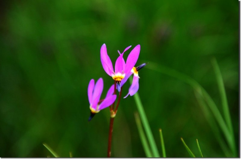 Shooting Star flower (2)