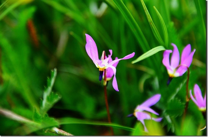 Shooting Star flower (3)