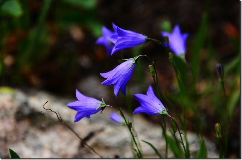 Mountain Harebell