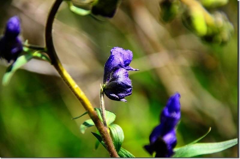 Monkshood flower (2)