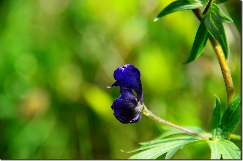 Monkshood flower (1)