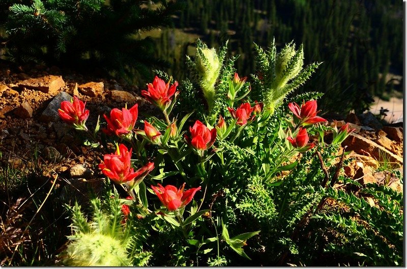 Painbrush flowers &amp; Elk Thistle