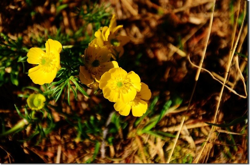 Globeflower