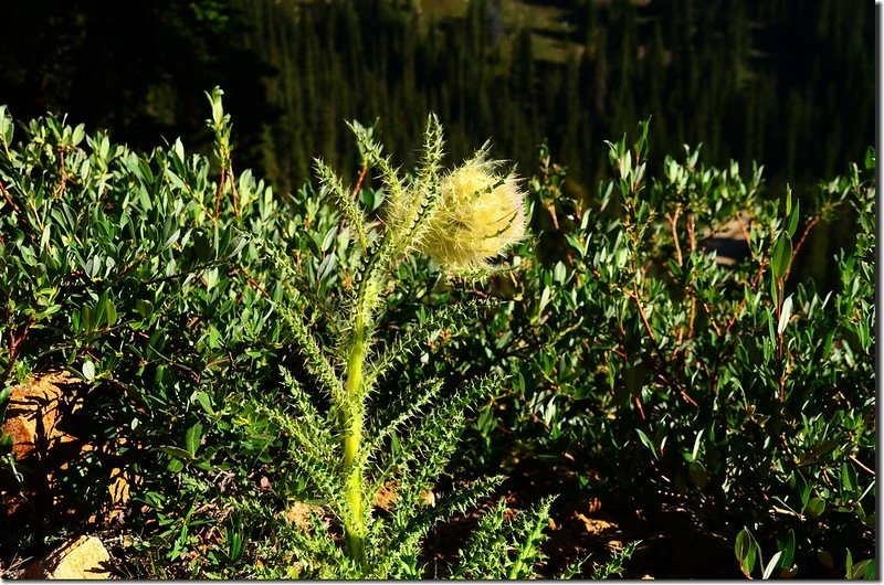 Elk Thistle (4)