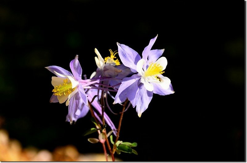 Blue Columbine (1)