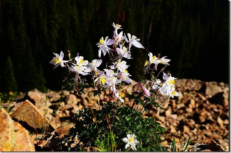 Blue Columbine (3)