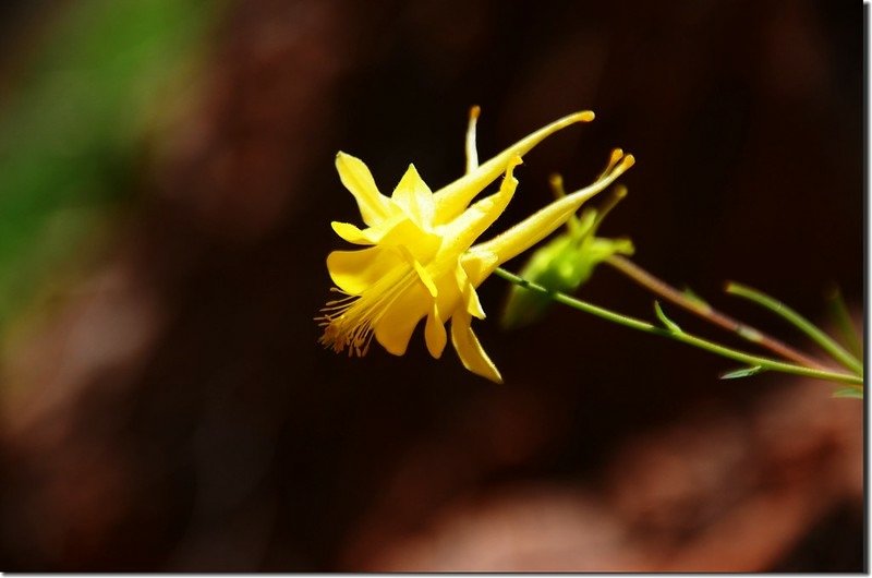 Yellow Columbine