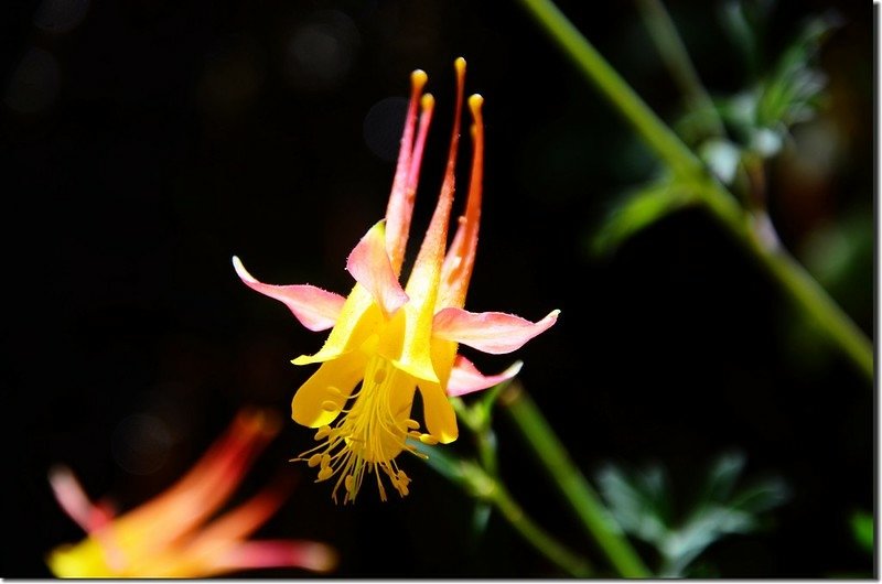 Red Columbine (4)