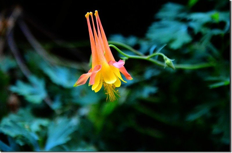 Red Columbine (2)