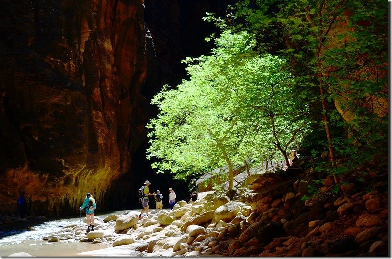 The Narrows, Zion National Park (28)