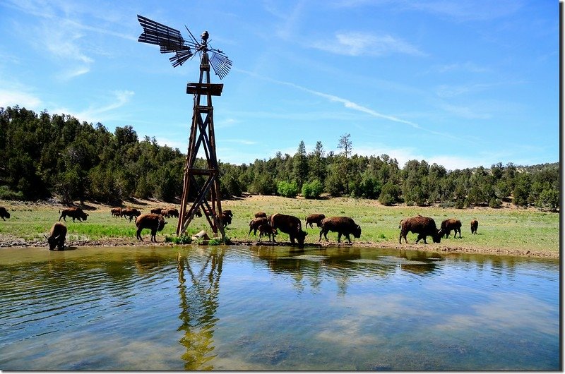 Picture of buffalo taken from Highway 9 at Zion Mountain Ranch (10)