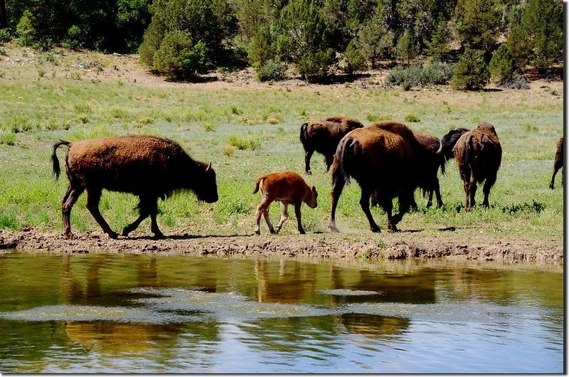 Picture of buffalo taken from Highway 9 at Zion Mountain Ranch (14)