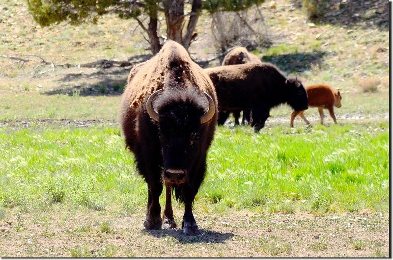 Picture of buffalo taken from Highway 9 at Zion Mountain Ranch (8)